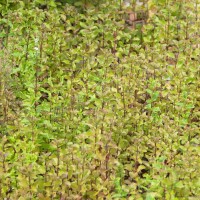 Spear Mint